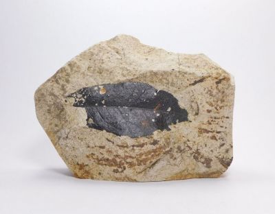 List - Kuchyňa u Malacek, Slovensko